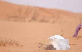 وفاة طفل عطشًا في بلدية تناها بولاية لعصابه