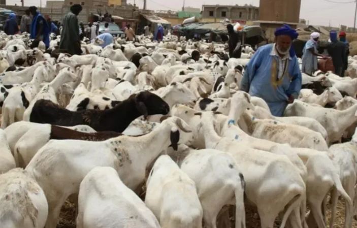 السعودية ترفع الحظر عن استيراد المواشي الموريتانية